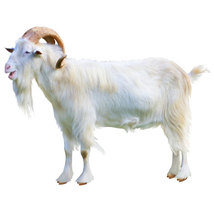 goat